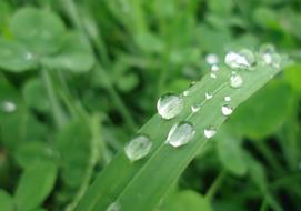 Water Drop Of Grass