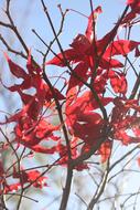 Acer Leaves Tree