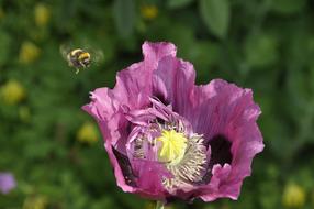 Bumblebee on Summer Purple flower