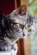 Kitty Meng Chong