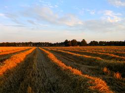 Straw Grain Agriculture Evening