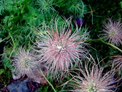 Flower Seeds in Water