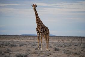 Giraffe Overview Large