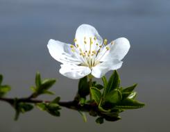 Flower White Spring