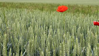 Wolf Poppy Red