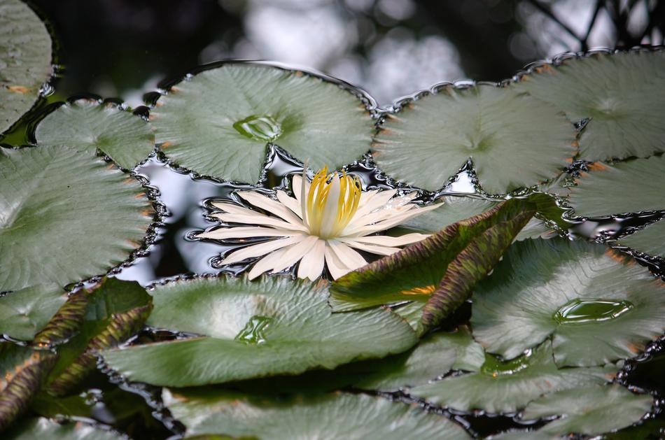 Water Lilies