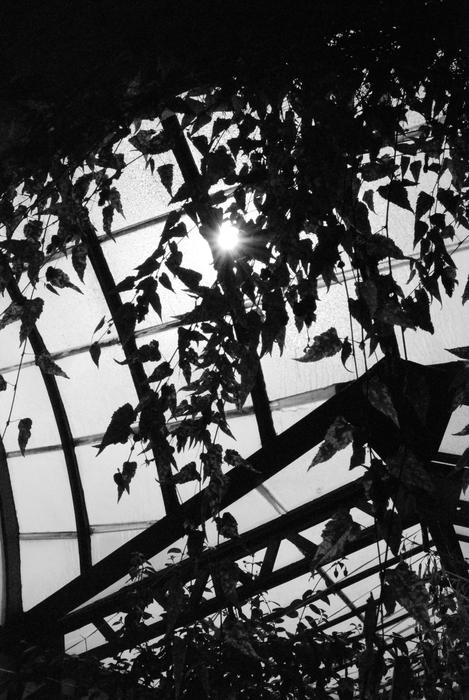 Silhouette of leaves in the garden in the sun