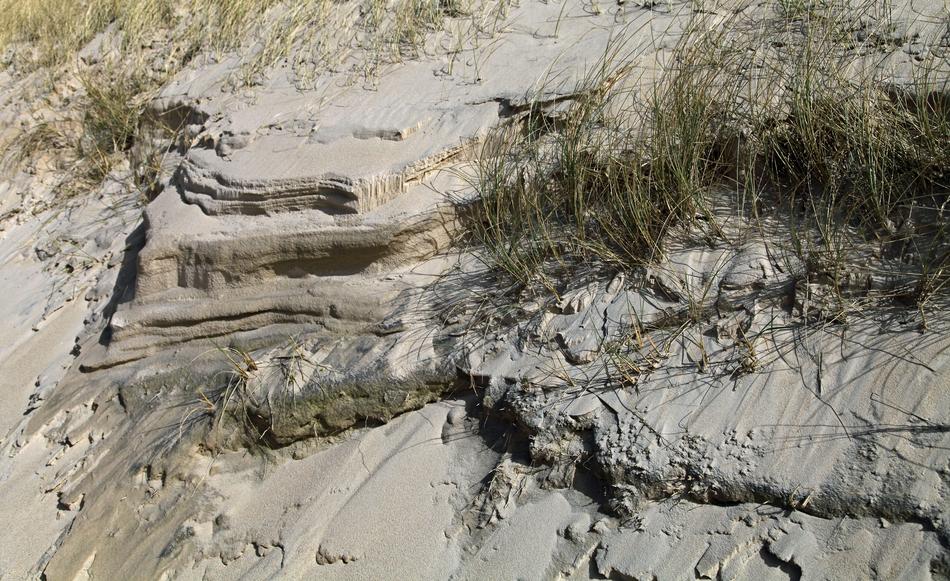 Dune Grass Grasses