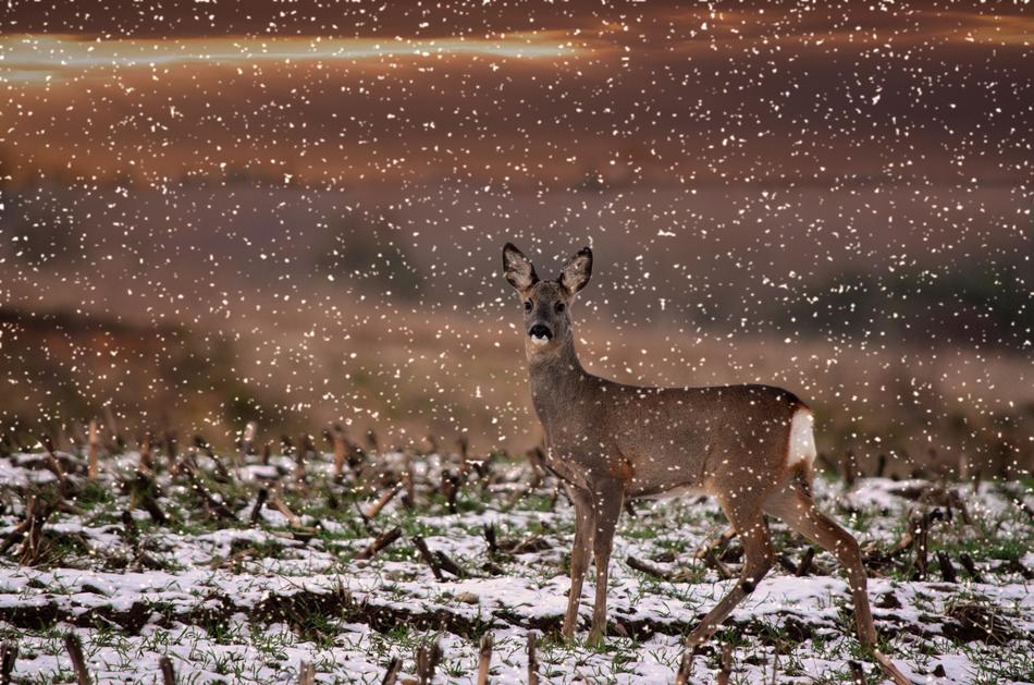 Roe Deer Wild Damm Red