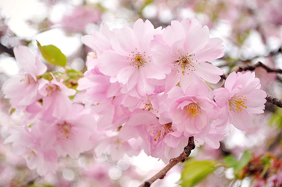 Cherry Blossom Pink