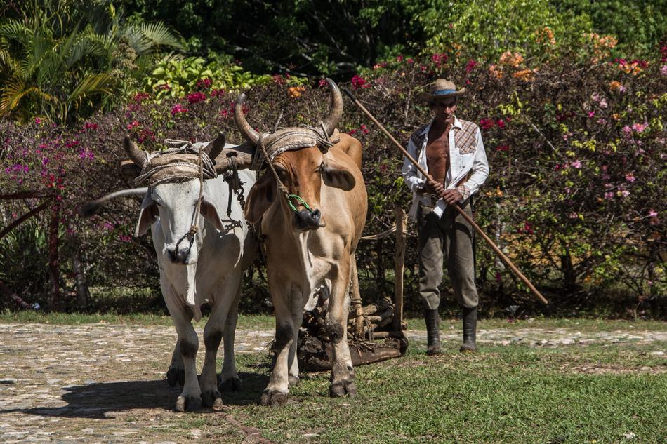 walking and caring for cows