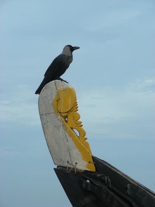 Seevogel Fishing Boat