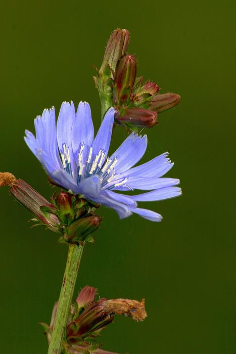 incredibly beautiful blue Blossom