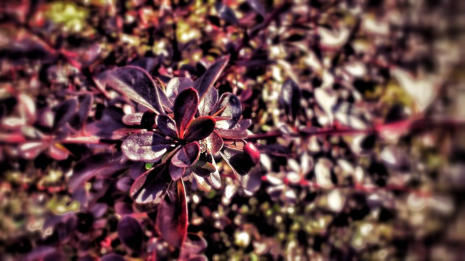 red wild flowers