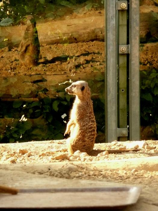 Meerkat Posing at Sunlight