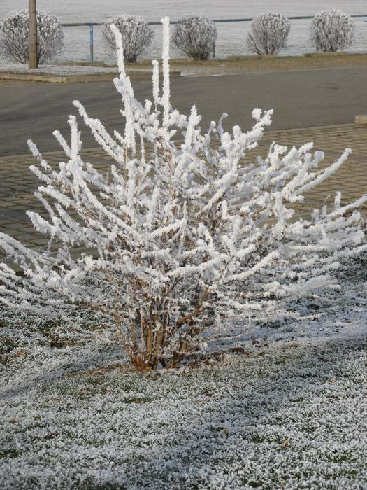 Day Hoarfrost Ice-Covered