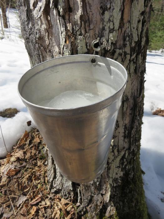 Maple Sap Syrup in bucket