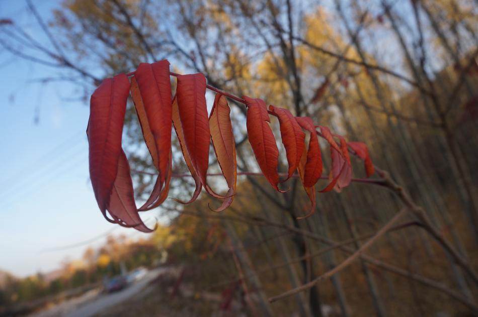 Red Leaves Akita China