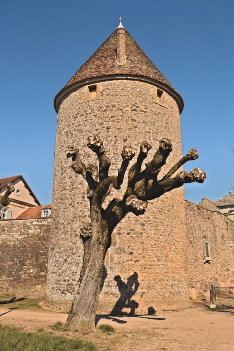 old tree in front of an architectural tower