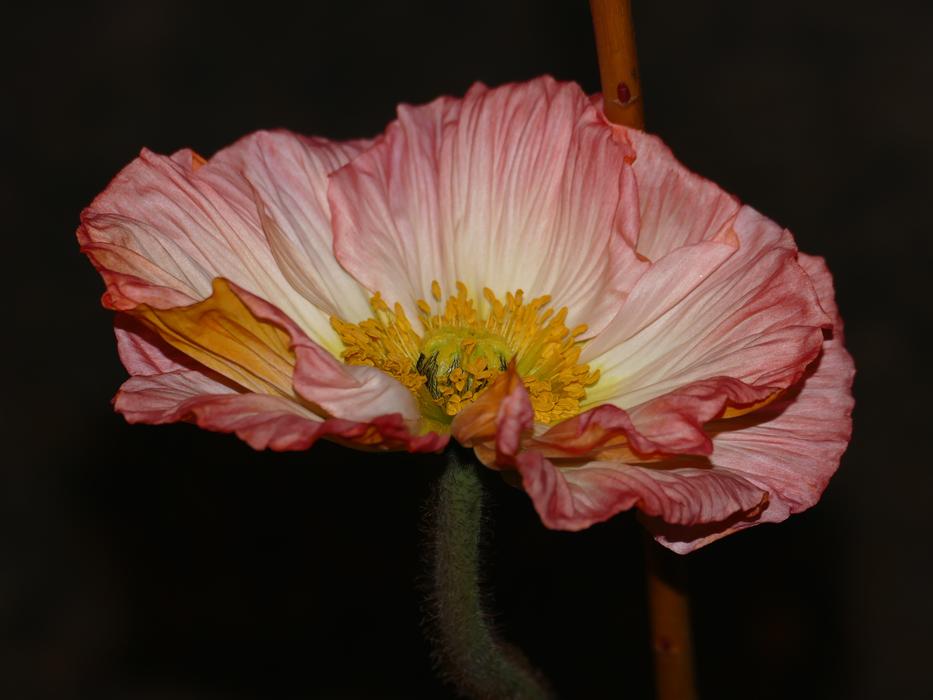 Anemone Blossom In the dark