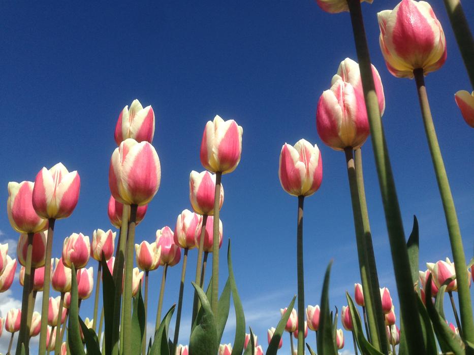 Tulip Rosa