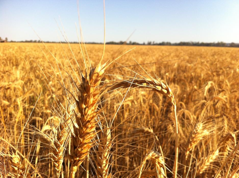 Ripe For Harvest