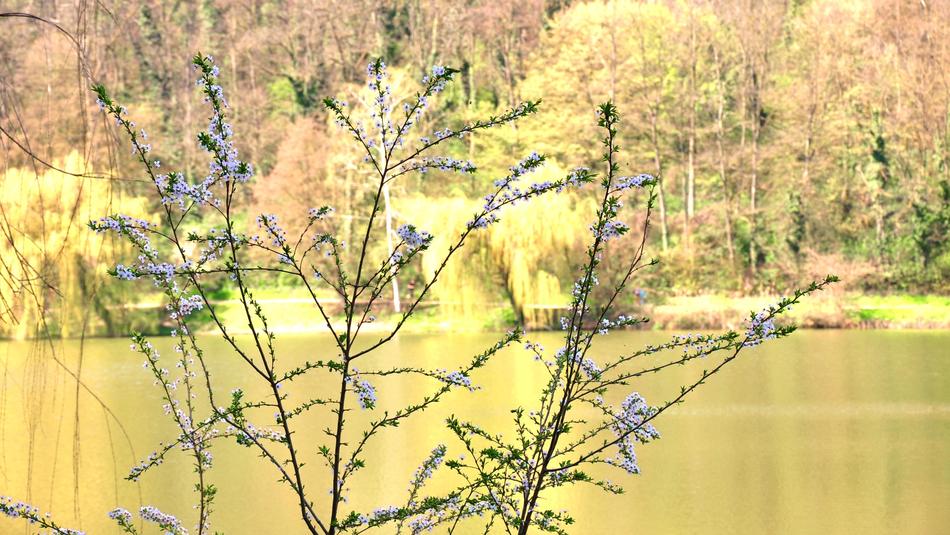 Flowers blooming on the bush with the river in the background
