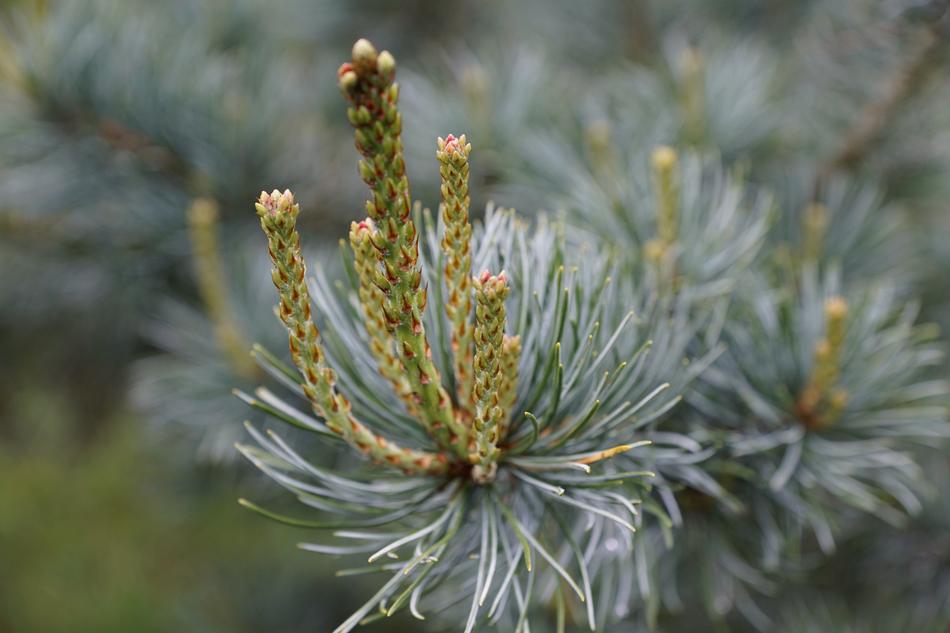 green spruce