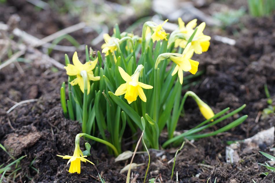Easter Flowers Daffodils