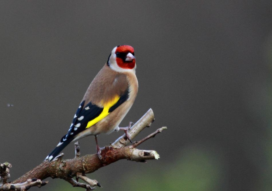 Finch Gold Feathers