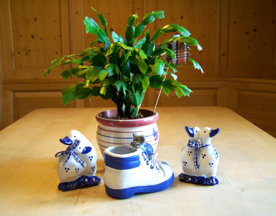 Christmas Cactus Blue And White