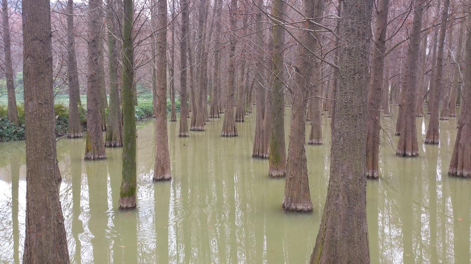 Water Fir Lake The