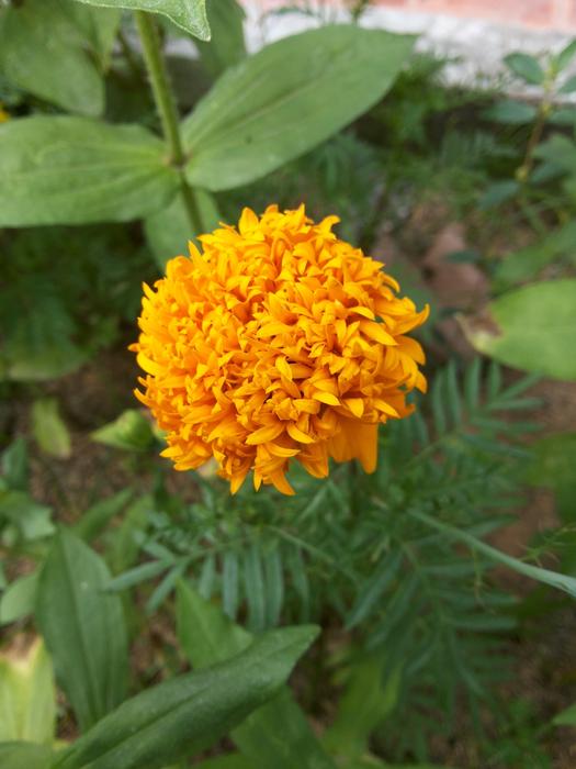 Tags Bearing The แDa Flowers
