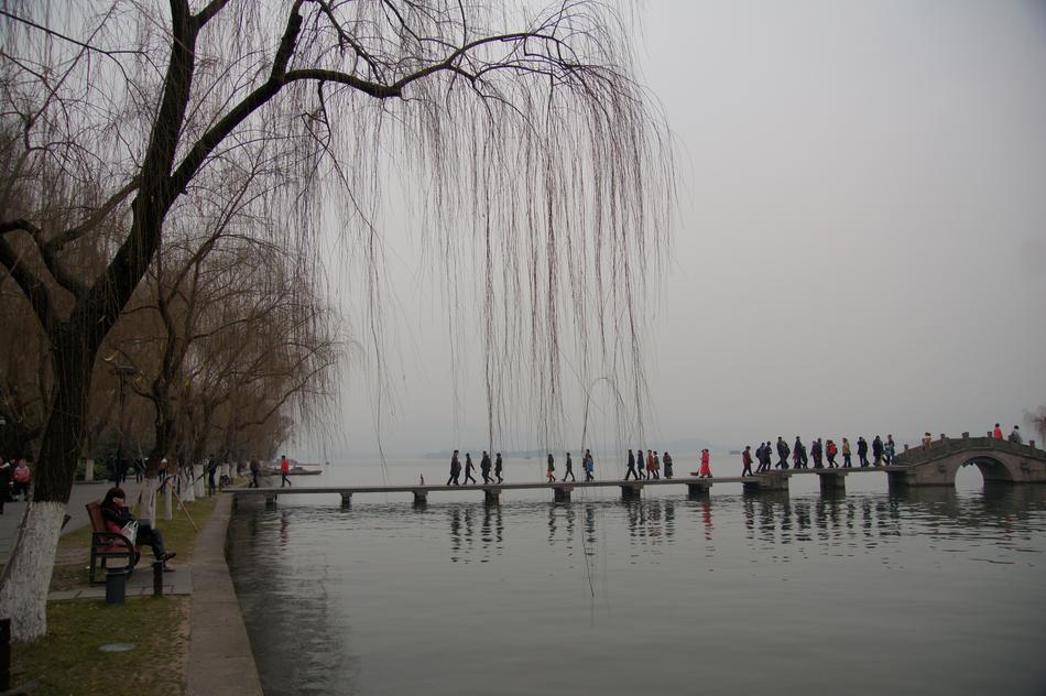 Willow growing near the river by the bridge