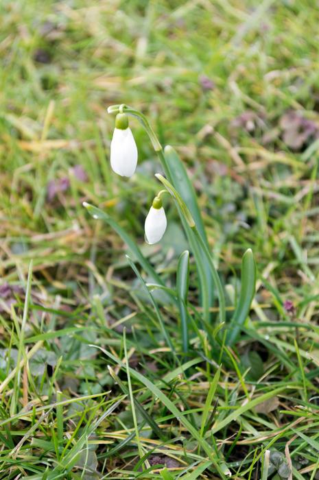 Snowdrop Spring Harbinger Of