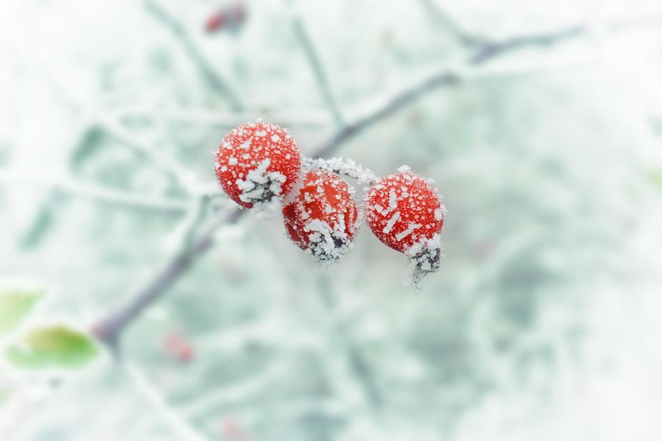 winter berries in the snow