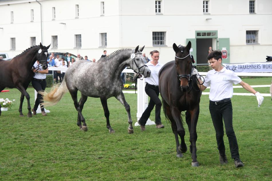 Trakehner Horse Federal Mares Show