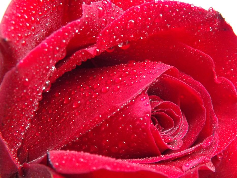water drops on red velvet rose