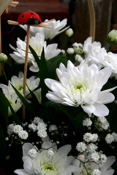 White Baja Flowers