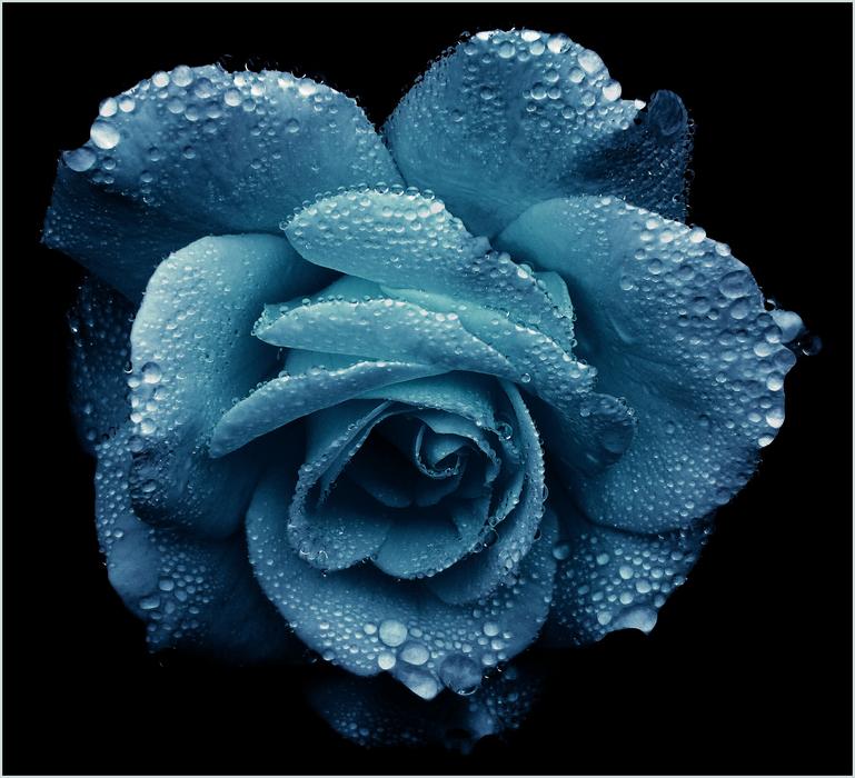 Rose blue black background