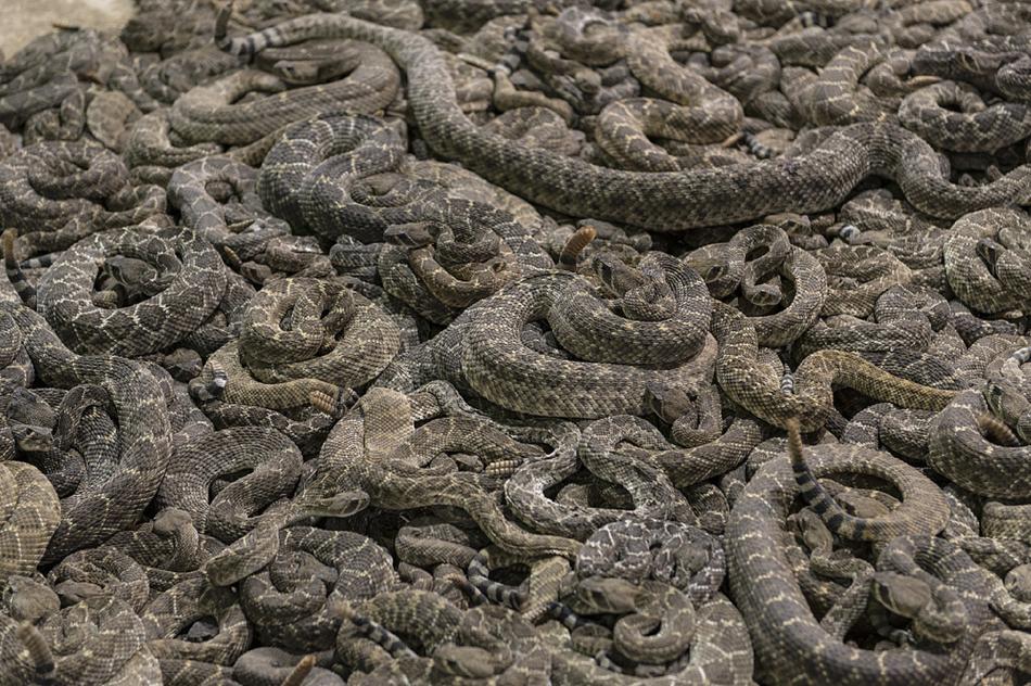 Rattlesnakes Pit Vipers