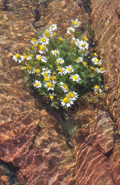 Water Under white Flowers