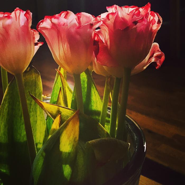 red Tulips Backlight