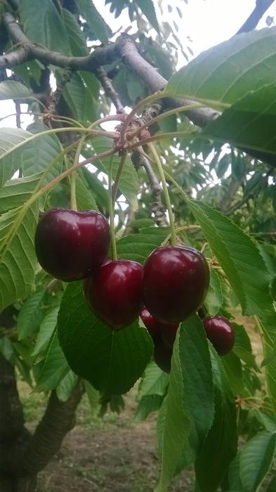 Cherry NagykÃ¶rÅ± Mature