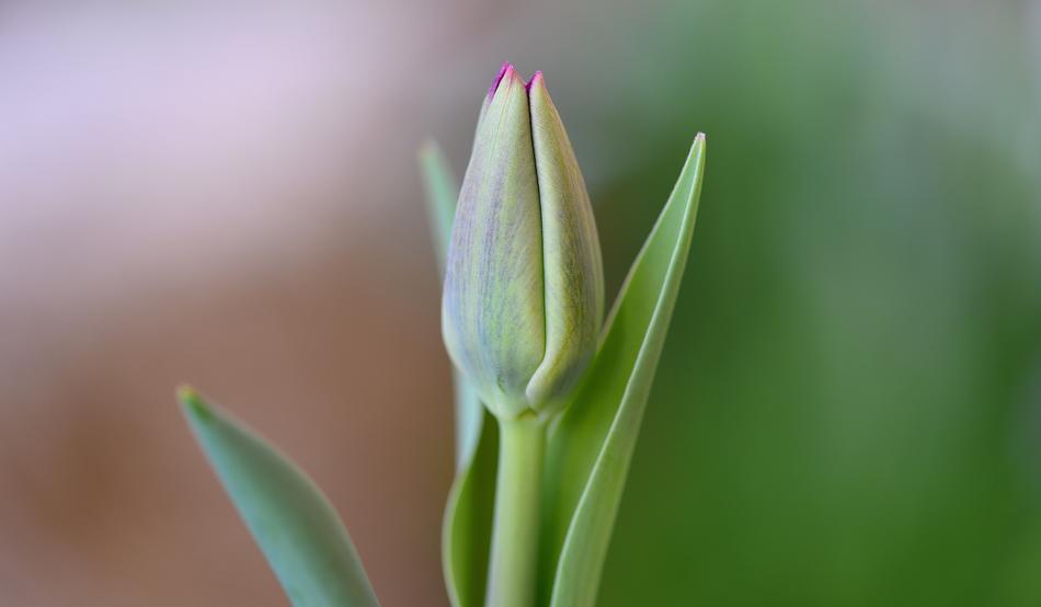 Tulip Flower Closed green