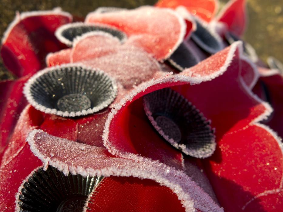 Poppies Remembrance Wreath