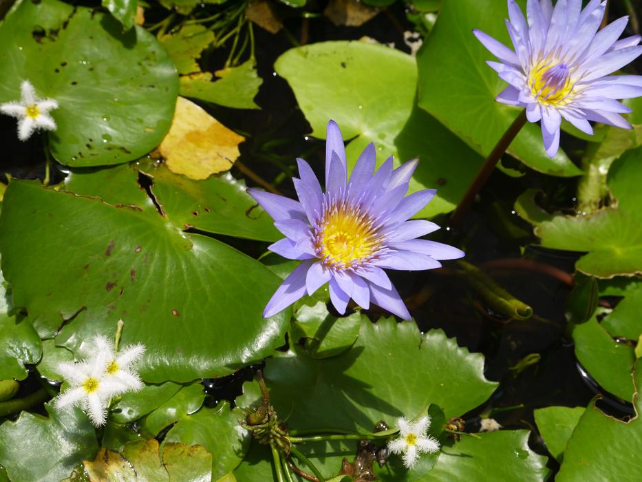 Flowers Bali Water
