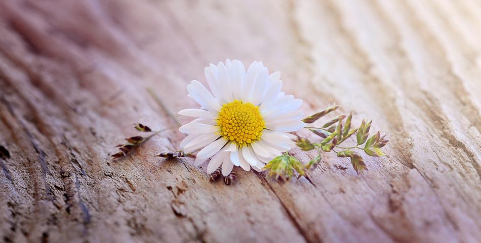 Daisy Flower on tree