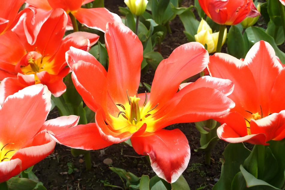 Tulip Spring Red yellow