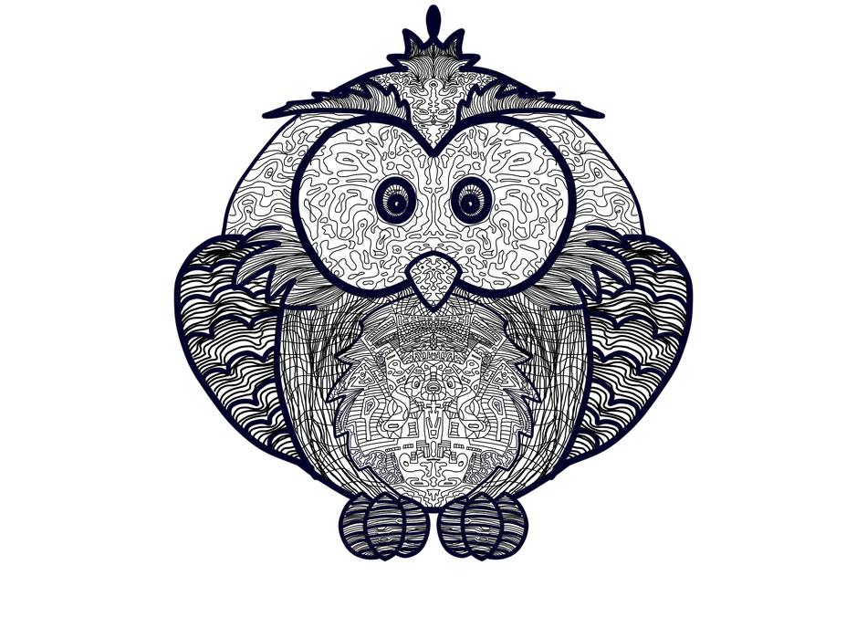 owl illustration detailed owl
